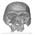 KNM-ER 3733 Homo erectus cranium anterior