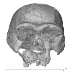 KNM-ER 3733 H. erectus cranium