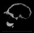 KNM-ER 3733 Homo erectus cranium ct slice