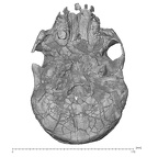 KNM-ER 3733 Homo erectus cranium inferior