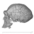 KNM-ER 3733 Homo erectus cranium lateral