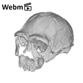 KNM-ER 3733 Homo erectus cranium ply movie