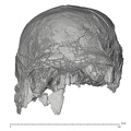 KNM-ER 3883 Homo erectus cranium anterior