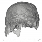 KNM-ER 3883 Homo erectus cranium anterior