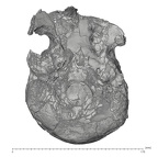 KNM-ER 3883 Homo erectus cranium inferior
