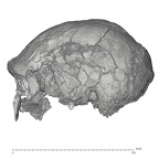 KNM-ER 3883 Homo erectus cranium lateral