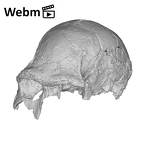 KNM-ER 3883 Homo erectus cranium ply movie