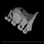 KNM-ER 3884 Homo sp. maxilla ct slice