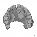 KNM-ER 3884 Homo sp. maxilla