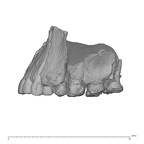 KNM-ER 3884 Homo sp. maxilla lateral
