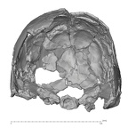 KNM-ER 3884 Homo sp. neurocranium anterior