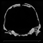 KNM-ER 3884 Homo sp. neurocranium ct slice