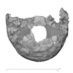 KNM-ER 3884 Homo sp. neurocranium inferior