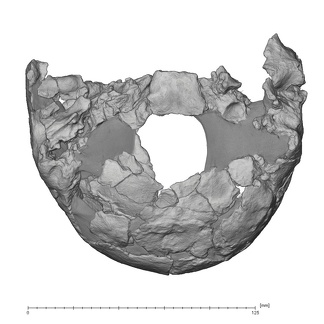 KNM-ER 3884 Homo sp. neurocranium inferior