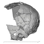 KNM-ER 3884 Homo sp. neurocranium lateral