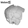 KNM-ER 3884 Homo sp. neurocranium ply movie