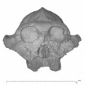 KNM-ER 406 Paranthropus boisei cranium anterior
