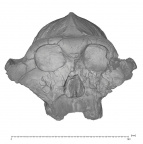 KNM-ER 406 P. boisei cranium