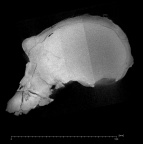 KNM-ER 406 Paranthropus boisei cranium ct slice