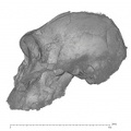 KNM-ER 406 Paranthropus boisei cranium lateral