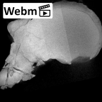 KNM-ER 406 Paranthropus boisei cranium ct stack movie