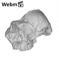 KNM-ER 406 Paranthropus boisei cranium ply movie