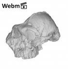 KNM-ER 406 Paranthropus boisei cranium ply movie
