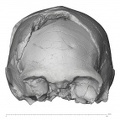 KNM-ER_42700_Homo_erectus_cranium_anterior.jpg