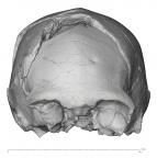 KNM-ER 42700 Homo erectus cranium anterior
