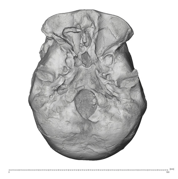 KNM-ER 42700 Homo erectus cranium inferior