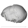 KNM-ER 42700 Homo erectus cranium lateral