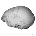 KNM-ER 42700 Homo erectus cranium lateral