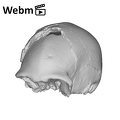 KNM-ER 42700 Homo erectus cranium ply movie