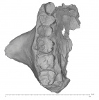 KNM-ER 42703 Homo sp. right maxilla