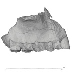 KNM-ER 42703 Homo sp. right maxilla lateral