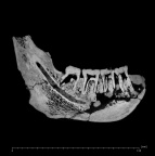 KNM-ER 729 Paranthropus boisei mandible ct slice