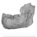 KNM-ER 729 Paranthropus boisei mandible lateral