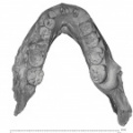 KNM-ER 729 Paranthropus boisei mandible superior