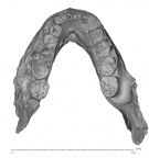 KNM-ER 729 Paranthropus boisei mandible superior