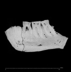 KNM-ER 730A Homo erectus partial mandible ct slice