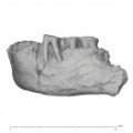 KNM-ER 730A Homo erectus partial mandible lateral