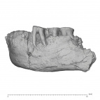 KNM-ER 730A Homo erectus partial mandible lateral