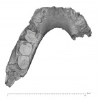 KNM-ER 730A Homo erectus partial mandible superior