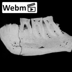 KNM-ER 730A Homo erectus partial mandible ct stack movie