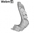 KNM-ER 730A Homo erectus partial mandible ply movie