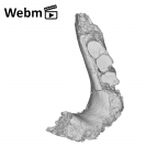 KNM-ER 730A Homo erectus partial mandible ply movie