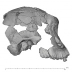 KNM-ER 732A Paranthropus boisei cranium lateral