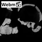 KNM-ER 732A Paranthropus boisei cranium ct stack movie