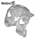 KNM-ER 732A Paranthropus boisei cranium ply movie