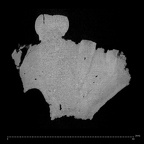 KNM-ER 733E Paranthropus boisei left maxilla ct slice